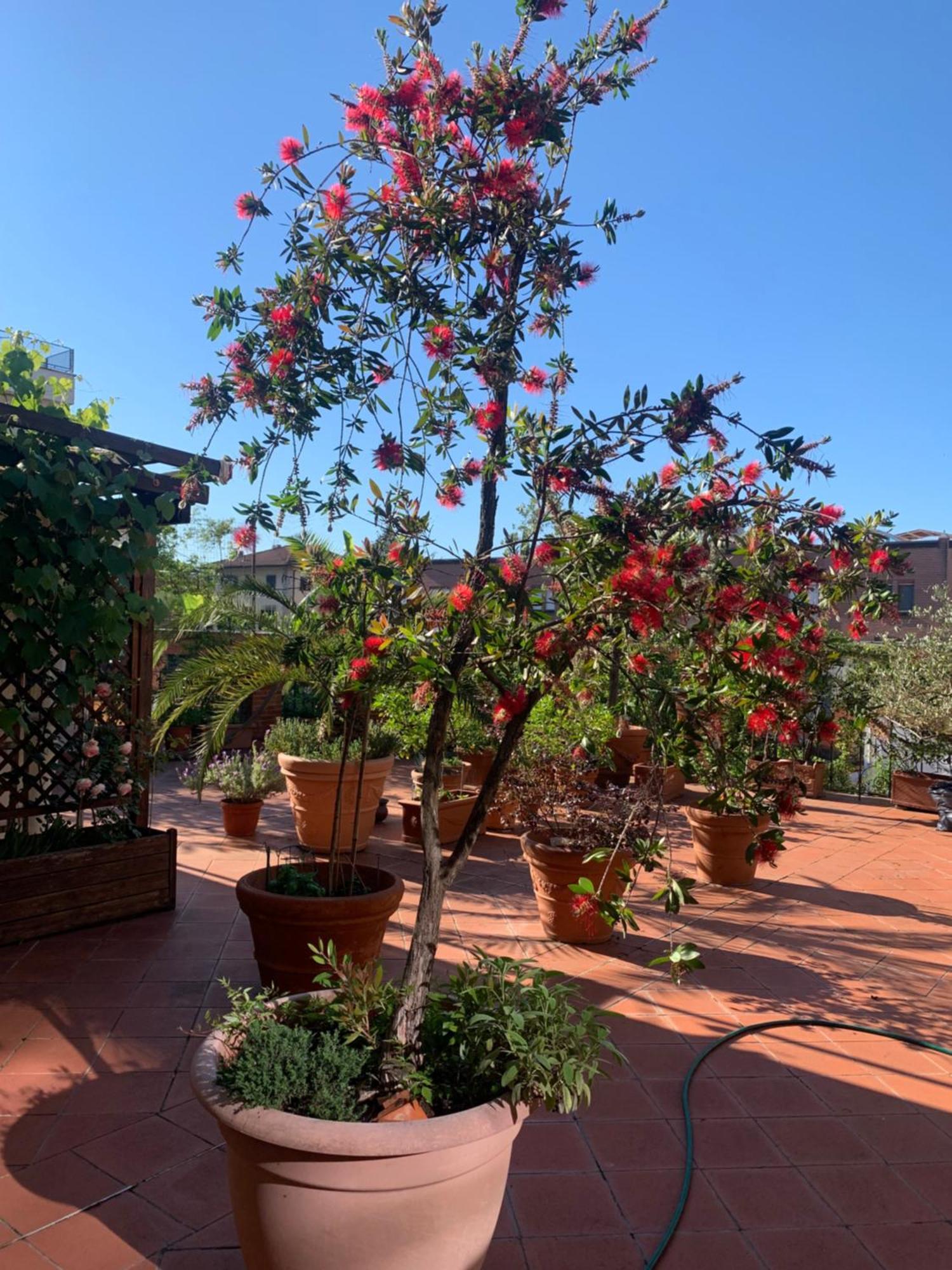 La Terrazza Da Ernestina Appartement Lucca Buitenkant foto